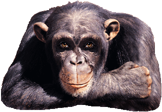 singe